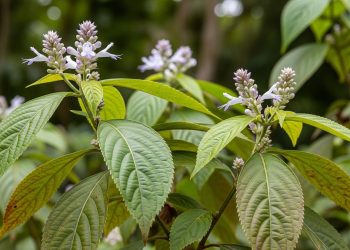 7 Manfaat Kirinyuh Tanaman Gulma yang Ditemui di Semak-Semak