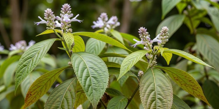 7 Manfaat Kirinyuh Tanaman Gulma yang Ditemui di Semak-Semak
