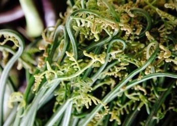 5 Efek Samping Sayur Pakis yang Perlu Diwaspadai