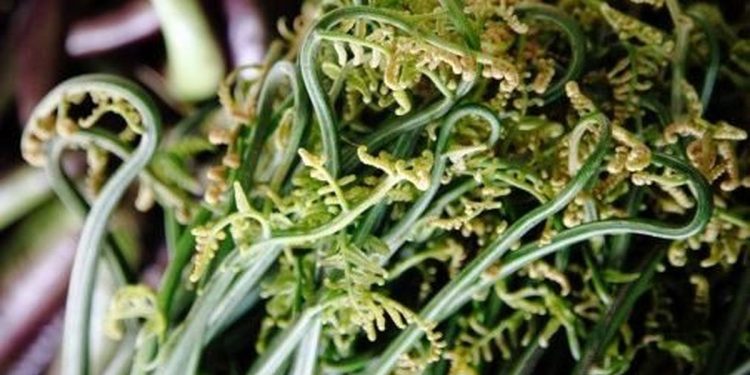 5 Efek Samping Sayur Pakis yang Perlu Diwaspadai