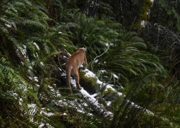 Pendaki Wanita Tewas Diduga Akibat Serangan Singa Gunung