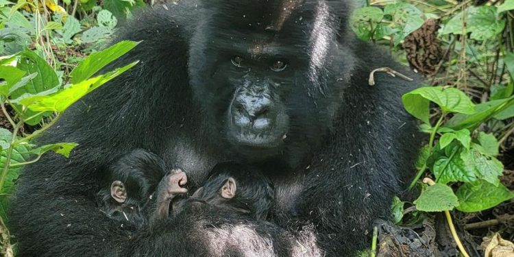 Kelahiran Bayi Kembar Gorila Langka di Kongo