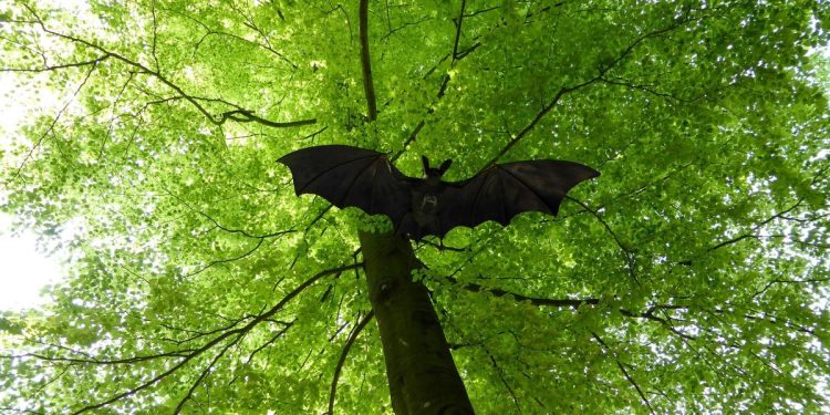 Waspada Virus Nipah, Buang Buah yang Terkena Gigitan Kelelawar